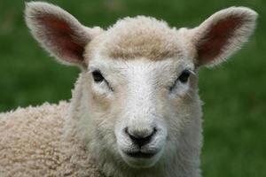 Sheep closeup photo