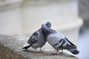 besando palomas foto