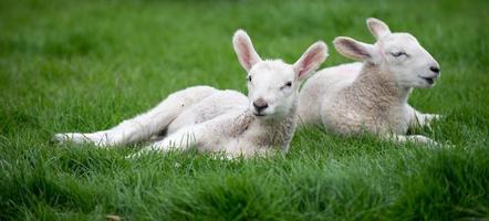 Spring lambs photo