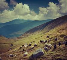 Flock of sheep  in the mountains. photo