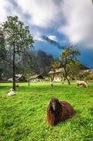 Sheep on pasture in the Alps at sunrise photo