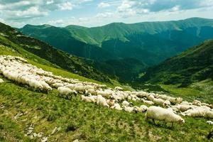 Sheeps in the mountains photo