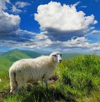 ovejas en la montaña foto