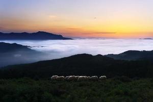 ovejas en el crepúsculo en la montaña saibi