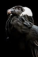 The Andean Condor (Vultur gryphus)