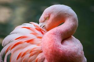 Chilean Flamingo photo