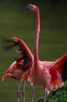 Flamingo perching photo