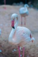 Greater flamingo.