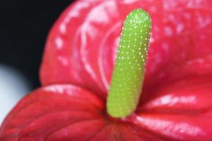 Close up of Flamingo flower photo