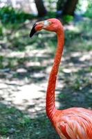 Flamingo beautiful portrait created in the natural wild photo