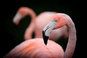 Flamingo Profile Portrait photo