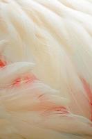 Greater Flamingo feathers photo