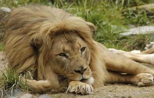 Retrato de león africano 2