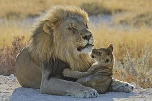 loewe, panthera leo, león foto