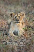 Asiatic Lion cub photo