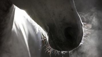 Mouth of Andalusian Horse photo
