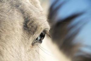 Horse with wall eye