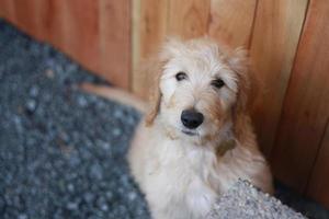 Goldendoodle puppy looking at camera photo