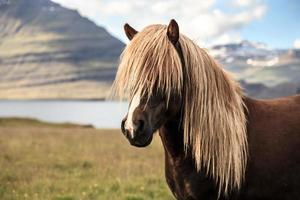 caballo islandés