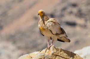 Egyptian vultures (Neophron Percnopterus) sit on the rocks photo