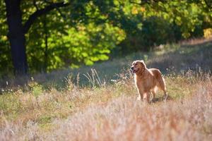 Golden Retriever dog on a summer lawn in the forest