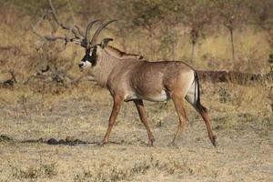 Alert Roan Antelope bull in Mudumu National Park