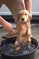 Golden retriever gets a bath photo