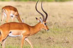 Impala antelope buck