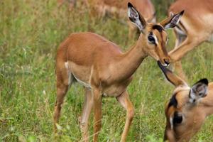 Little Impala Antelope photo