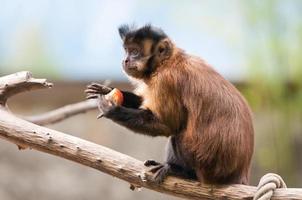 capuchin monkey sitting on a tree branch