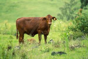 Outback Cow
