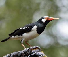 starling asiático pied, el hermoso pájaro blanco y negro que camina foto