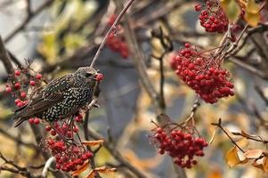 Common Starling Eating Berries.