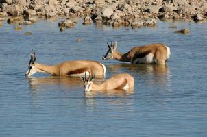 Springbok in the water photo