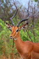 Brown impala macho en el Parque Nacional Kruger. otoño. Sudáfrica. foto