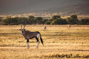Closeup Gemsbok Oryx facing camera with two in distance grazing