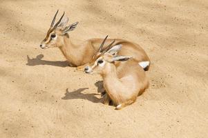 Two gazelles