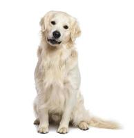 Golden retriever sitting and looking at camera against white background photo