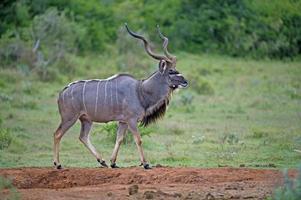 Kudu Bull photo