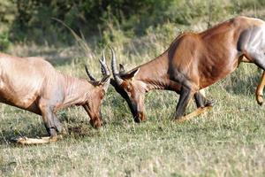 Fight between two Topi antelopes photo