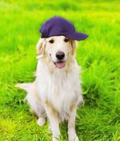 Golden retriever perro con gorra sentado en la hierba verde