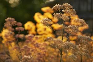 hierbas medicinales de la pradera a la luz del sol amarilla (perifollo-antriscus cerefolium)