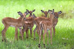 manada de impalas femeninos y jóvenes foto