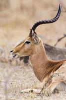 impala en el parque nacional kruger foto