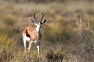 Male Springbok in dry grassland