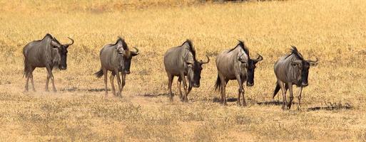 Wildebeest walking in line