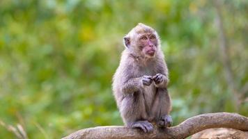 long tailed macaque photo
