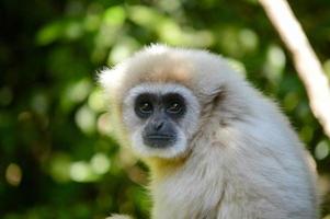 White Faced Gibbon photo
