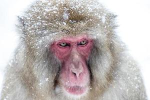 snow monkey photo
