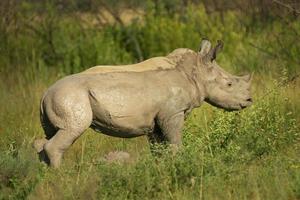Baby Rhino mud Bath
